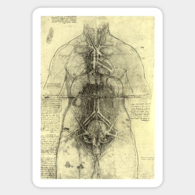 Human Anatomy Female Torso by Leonardo da Vinci Sticker by MasterpieceCafe